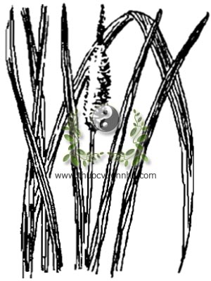 cây cỏ nến, 香蒲, bồ thảo, hương bồ thảo, bồ hoàng, Typha orientalis G. A. Stuart, họ Hương bồ, Typhaceae