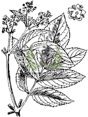 cây cơm cháy, 走馬風, 走马风, cây thuốc mọi, Sambucus javanica Reinw, họ Cơm cháy, Caprifoliaceae