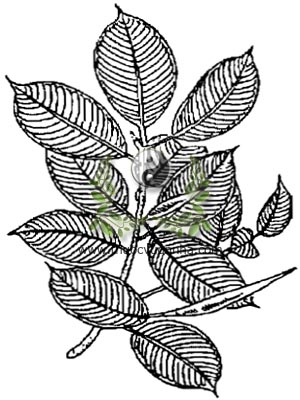 cây đa, 印度榕, Ficus elastica Roxb, đa búp đỏ, bồ đề, đom pur, Ficus religiosa L., đa nhiều rễ, Ficus macrophylla, đa tròn lá, Ficus benghalensis L., họ Dâu tằm, Moraceae
