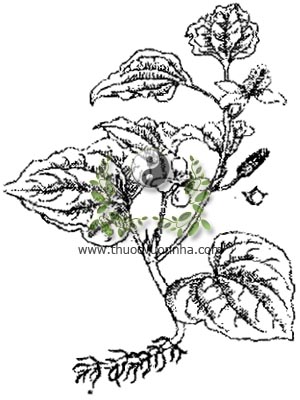 cây diếp cá, diếp cá, cây lá giấp, ngư tinh thảo, Houttuynia cordata Thunb., họ Lá giấp, Saururaceae, 魚精草, 鱼腥草