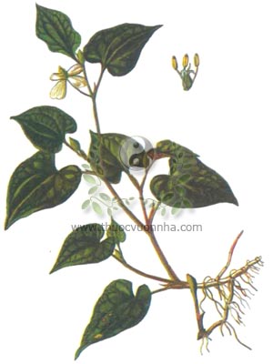 cây diếp cá, diếp cá, cây lá giấp, ngư tinh thảo, Houttuynia cordata Thunb., họ Lá giấp, Saururaceae, 魚精草, 鱼腥草