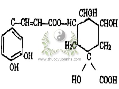 axit clorogenic