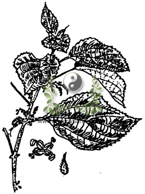 cây gai, trữ ma, Boehmeria nivea (L) Gand. (Urtica nivea L.), 苧麻, 苎麻