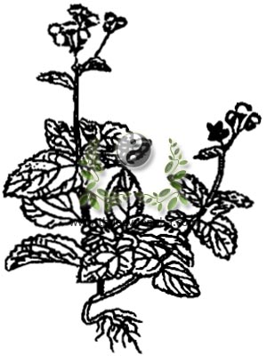 cây hoa cứt lợn, cây cứt lợn, cứt lợn, cây hoa ngũ sắc, cây hoa ngũ vị, cỏ hôi, Ageratumconyzoides L., họ Cúc Asteraceae, Compositae, 勝紅薊, 胜红蓟