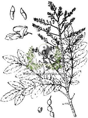 cây hoa hòe, 槐花, hòe mễ, hòe hoa mễ, hòe hoa, Sophora japonica L., họ Cánh bướm Fabaceae, Papilionaceae