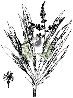 cây huyết dụ, 鐵樹, 铁树, Cordyline terminalis Kunth, Dracaena terminalis Jacq., họ Hành tỏi, Liliaceae