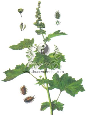 cây ké đầu ngựa, 蒼耳, 苍耳, thương nhĩ, phắt ma, Xanthium strumarium L., họ Cúc Asteraceae, Compositae