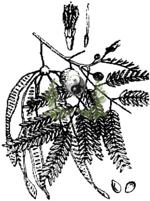cây keo giậu, 銀合歡, 银合欢, cây bồ kết dại, cây muồng, cây táo nhân, Leucaena glauca Benth, họ Trinh nữ, Mimosaceae