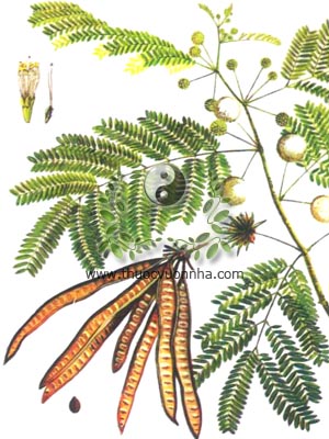 cây keo giậu, 銀合歡, 银合欢, cây bồ kết dại, cây muồng, cây táo nhân, Leucaena glauca Benth, họ Trinh nữ, Mimosaceae