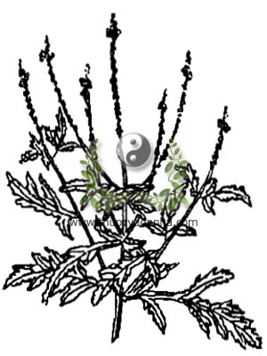cây mã tiên thảo, 馬鞭草, 马鞭草, cỏ roi ngựa, Verbena officinalis L., họ Cỏ roi ngựa, Verbenaceae