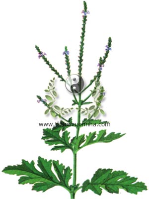 cây mã tiên thảo, 馬鞭草, 马鞭草, cỏ roi ngựa, Verbena officinalis L., họ Cỏ roi ngựa, Verbenaceae