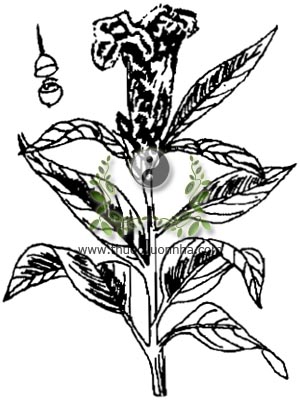 cây mào gà đỏ, 雞冠花, 鸡冠花, bông mồng gà đỏ, kê quan hoa, kê đầu, kê quan, Celosia cristata L., Celosia argentea var. cristata (L.) O. Kuntze, họ Dền, Amaranthaceae