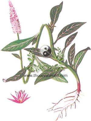 cây mào gà trắng, 青葙, bông mồng gà trắng, đuôi lươn, dã kê quan, thanh tương tử, Celosia argentea L., C.linearis Sw., họ Dền, Amaranthaceae