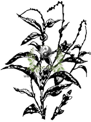 cây nghể, 水蓼, thủy liễu, rau nghể, Polygonum hydropiper L. Persicaria hydropiper (L.) Spoch, họ Rau răm, Polydonaceae