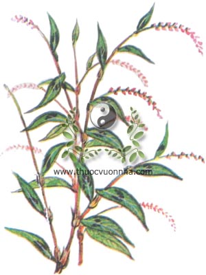 cây nghể, 水蓼, thủy liễu, rau nghể, Polygonum hydropiper L. Persicaria hydropiper (L.) Spoch, họ Rau răm, Polydonaceae