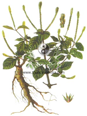 cây ngưu tất, cây cỏ xước, hoài ngưu tất, Achyranthes bidentata Blume., họ Dền, Amaranthaceae, 牛膝