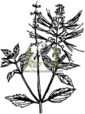 cây râu mèo, cỏ râu mèo, 貓須草, 猫须草, cây bông bạc, Orthisiphon stamineus Benth, họ Hoa môi Lamiaceae, Labiatae