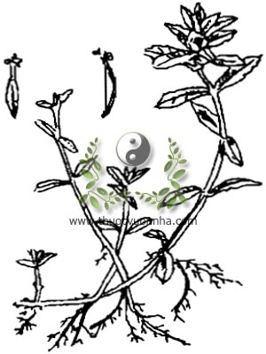 rau ngổ, 沼菊m rau ngổ thơm, rau ngổ trâu, cúc nước, phak hom pom, Enhydra fluctuans Lour., Hingtsha repens Roxb. Tetractis paludosa Blume, họ Cúc Asteraceae, Compositae