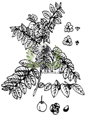cây rau ngót, rau ngót, bồ ngót, bù ngót, hắc diện thần, Sauropus androgynus (L) Merr., họ Thầu dầu, Euphorbiaceae, 天綠香