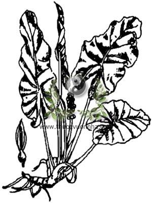 cây ráy, 海芋, cây ráy dại, dã vu, Alocasia odora (Roxb) C. Koch., Colocasia macrorhiza Schott, họ Ráy, Araceae