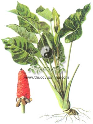 cây ráy, 海芋, cây ráy dại, dã vu, Alocasia odora (Roxb) C. Koch., Colocasia macrorhiza Schott, họ Ráy, Araceae