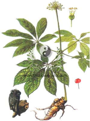 cây tam thất, 三七, kim bất hoán, nhân sâm tam thất, sâm tam thất, Panax pseudo-ginseng Wall., Panax repens Maxim., họ Ngũ gia bì, Araliaceae