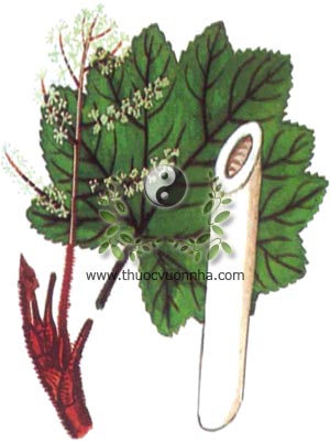 cây thông thảo, thông thảo, 通草, cây thông thoát, Tetrapanax papyrifera (Hook) Koch (Aralia papyrifera Hook.), họ Ngũ gia bì, Araliaceae