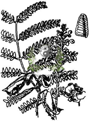cây tô mộc, tô mộc, cây gỗ vang, cây vang nhuộm, cây tô phượng, Caesalpinia sappan L., họ Vang, Caesalpiniaceae, 蘇木