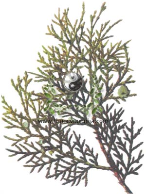cây trắc bách diệp, 側柏葉, 侧柏叶, bá tử nhân, Thuja orientalis L., Biota orientalis Endl., họ Trắc bách, Cupressaceae