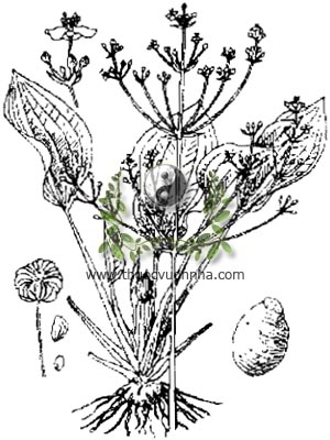 cây trạch tả, 澤寫, cây mã đề nước, Alisma plantago-aquatica L. var. orientalis Samuelsson, họ Trạch tả, Alismataceae