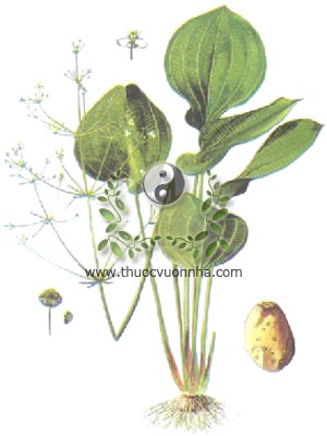 cây trạch tả, 澤寫, cây mã đề nước, Alisma plantago-aquatica L. var. orientalis Samuelsson, họ Trạch tả, Alismataceae