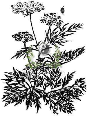 cây xà sàng, 蛇床子, cây giần sàng, Cnidium monnier (L.) Cuss. (Selinum monnieri L.), họ Hoa tán, Umbelliferae