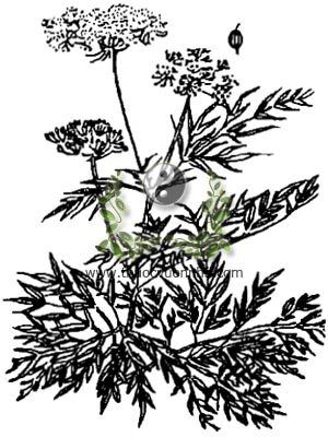 cây xà sàng, 蛇床子, cây giần sàng, Cnidium monnier (L.) Cuss. (Selinum monnieri L.), họ Hoa tán, Umbelliferae