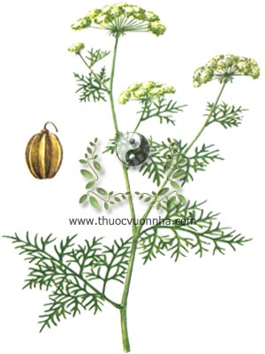 cây xà sàng, 蛇床子, cây giần sàng, Cnidium monnier (L.) Cuss. (Selinum monnieri L.), họ Hoa tán, Umbelliferae