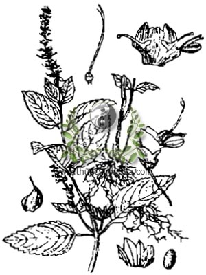 cây xương sáo, 凉粉草, cây thạch đen, lương phấn thảo, Mesona chinensis Benth, họ Hoa môi, Lamiaceae, Labiatae