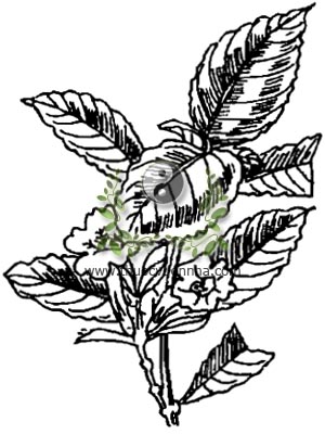 cây chàm, Strobilanthes cusia Bremek, strobilanthes flaccidifolius Ness, cây chàm mèo, họ Ô rô, Acanthaceae