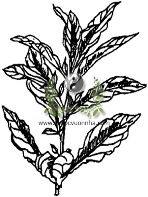 chanh trường, 旋花茄, mắc dit, Solanum spirale Roxb., họ Cà, Solanaceae