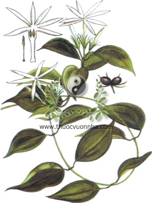 chè vằng, chè cước man, dây cẩm văn, cây dâm trắng, cây lá ngón, dây vắng, mổ sẻ, Jasminum subtriplinerve Blume., Nhài, Oleaceae