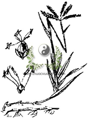 cỏ chỉ, 鐵線草, 铁线草, cỏ gà, cỏ ống, Cynodon dactylon Pers, họ Lúa Poaceae, Gramineae