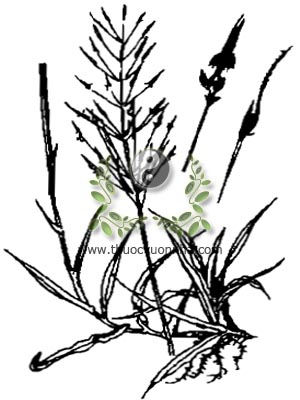 cỏ may, 竹節草, 竹节草, bông cỏ, thảo tử hoa, trúc tiết thảo, Chysopogon aciculatus (Retz.) Trin., Andropogon aciculatus Retz. Rhaphis trivialis Lour., họ Lúa Poaceae, Gramineae