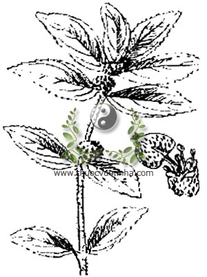 cỏ sữa lớn lá, Euphorbia hirta L., Euphorbia pilulifera L.