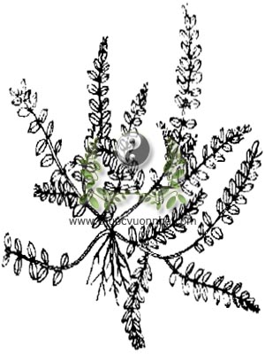 cỏ sữa nhỏ lá, 千根草, 小飛揚草, Euphorbia thymifolia Burm, E. prostrata Grah, họ Thầu dầu, Euphorbiaceae