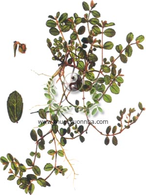 cỏ sữa nhỏ lá, 千根草, 小飛揚草, Euphorbia thymifolia Burm, E. prostrata Grah, họ Thầu dầu, Euphorbiaceae