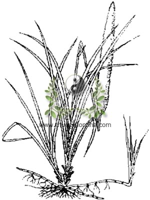 cỏ tranh, 白茅根, bạch mao, Imperata cylindrica Beauv, họ Lúa Poaceae, Gramineae