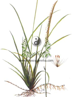 cỏ tranh, 白茅根, bạch mao, Imperata cylindrica Beauv, họ Lúa Poaceae, Gramineae