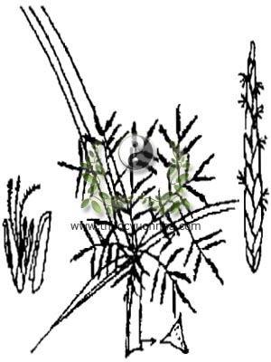 cói, 茳芏, lác, Cyperus malaccensis Lamk, họ Cói, Cyperaceae