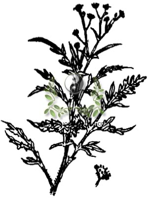 cúc liên chi dại, chứng ếch, Camomille sauvage, Parthenium hysterophorus L., Argyrochoeta bipinnatyfida Cav, Villanova bipinnatifida Orteg., họ Cúc Asteraceae, Compositae