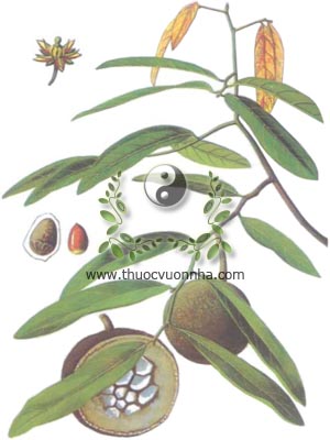 đại phong tử, 大風子, chùm bao lớn, krabao phlêthom, Hudnocarpus anthelmintica Pierre., họ Mùng quân, Flacourtiaceae