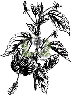 dâm bụt, 朱槿, bụp, xuyên can bì, Hibiscus rosa-sinensis L., họ Bông, Malvaceae