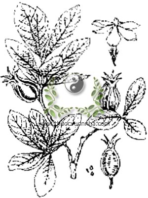 dành dành, 栀子, sơn chi tử, chi tử, Gardenia jasminoides Ellis, Gardenia florida L., họ Cà phê, Rubiaceae